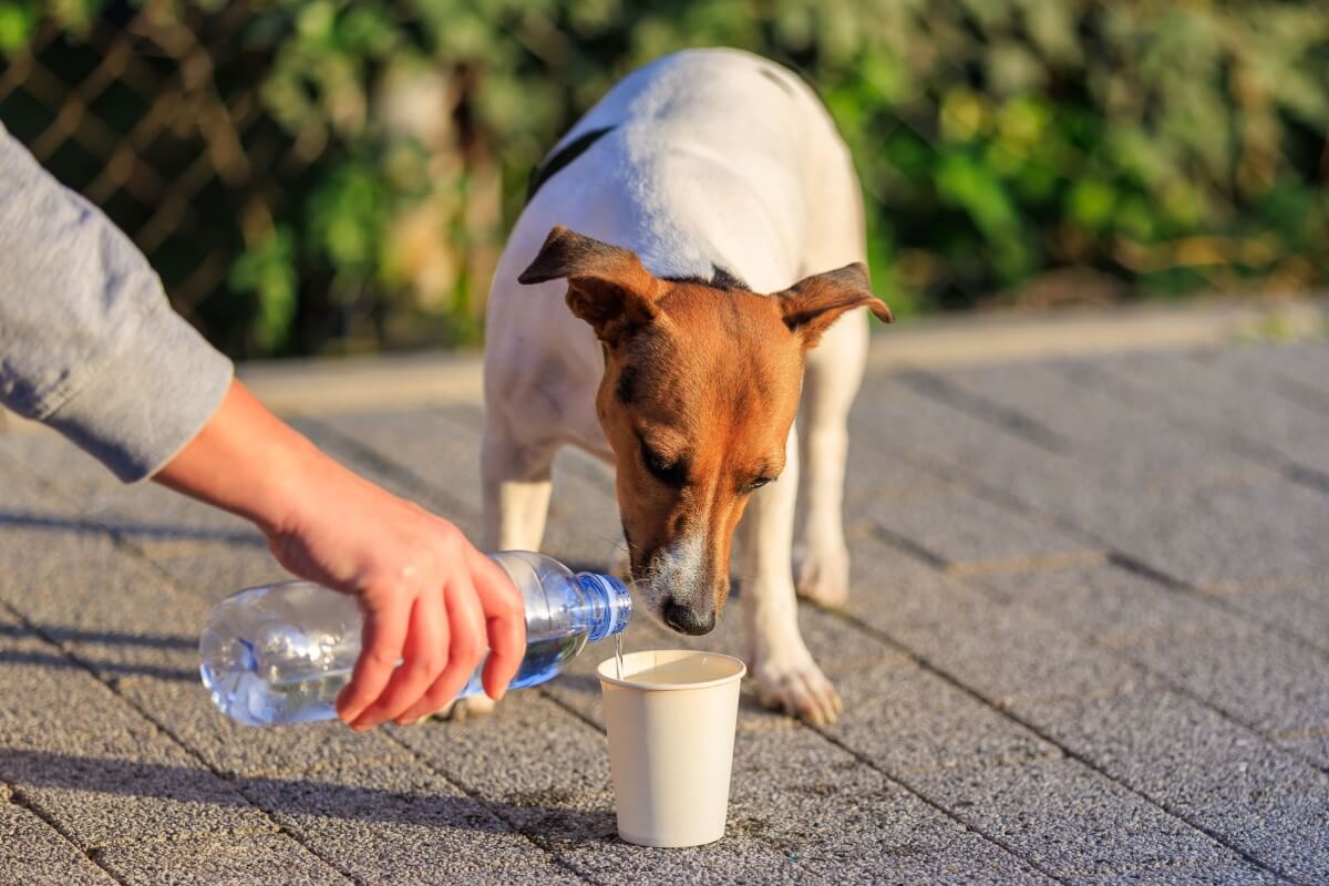 Pequenas ações fazem toda diferença na vida de animais indefesos (Imagem: 
Gagarin Iurii | Shutterstock)