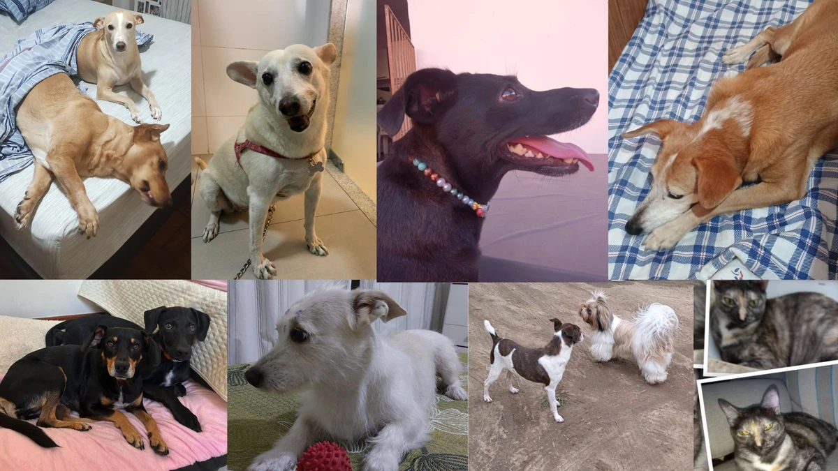 No dia do vira-lata, os ouvintes da CBN Vitória compartilharam fotos de seus pets