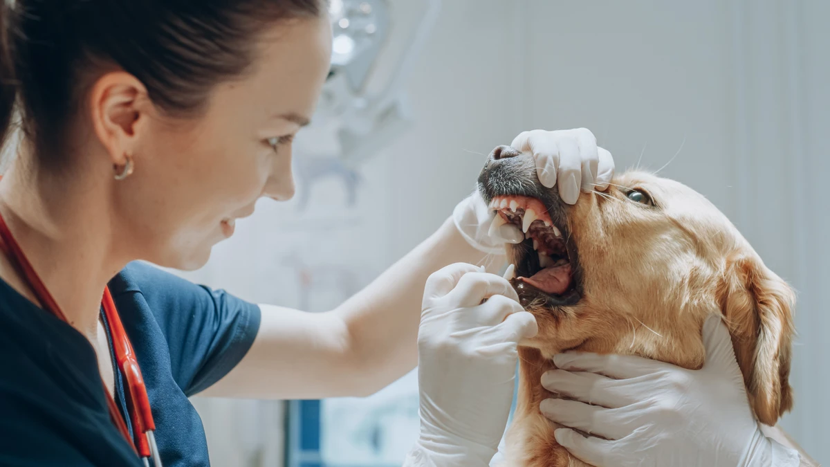 Saúde bucal / Cachorro / Dente