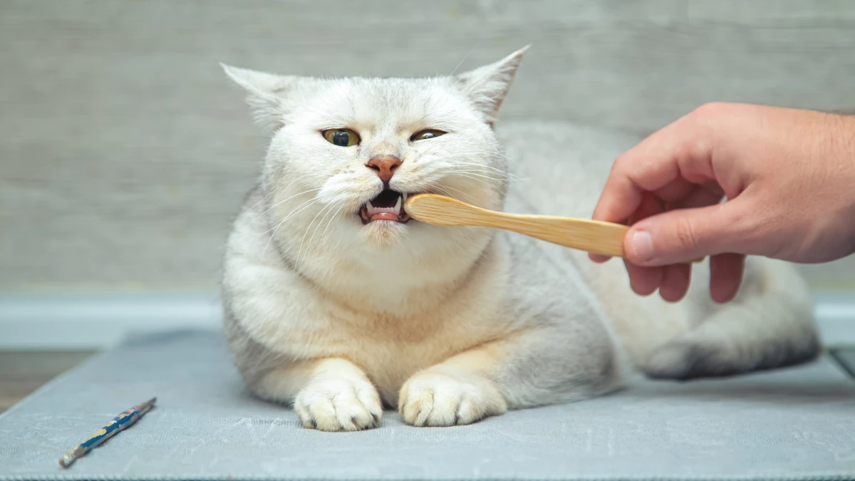 Saúde bucal / Gato / Dente