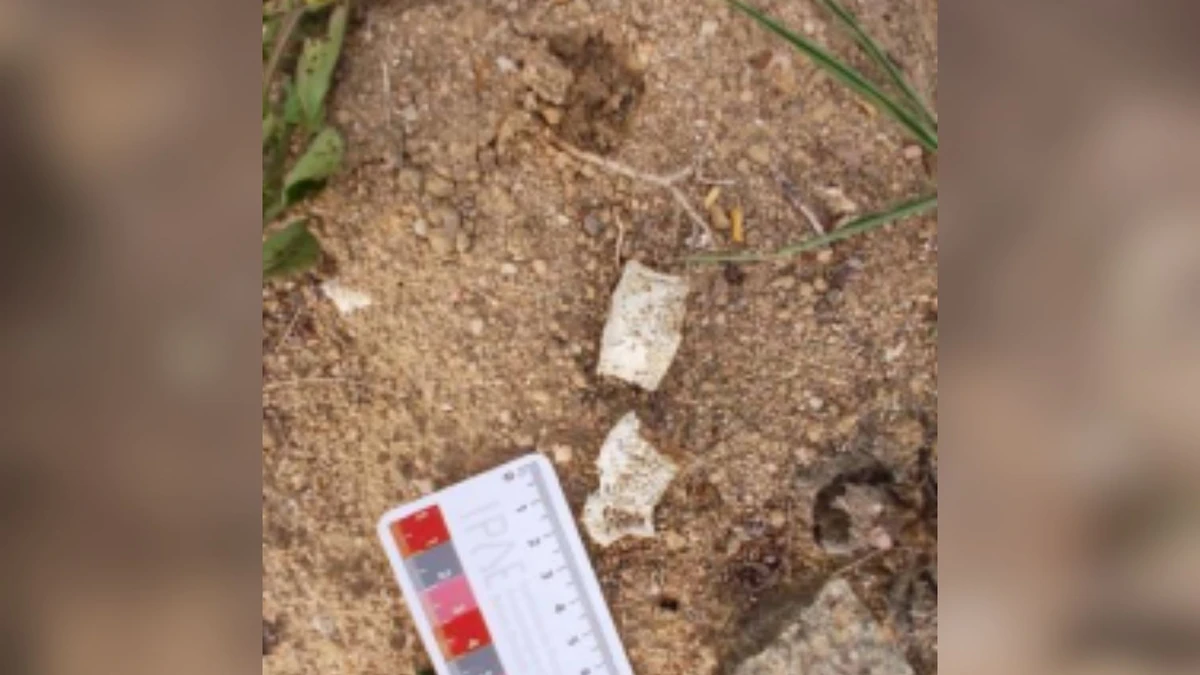 Vistoria do Iphan na Fazenda Cachoeira do Cravo, em São Mateus: fragmentos ósseos (possíveis vértebras) na área do cemitério por Iphan