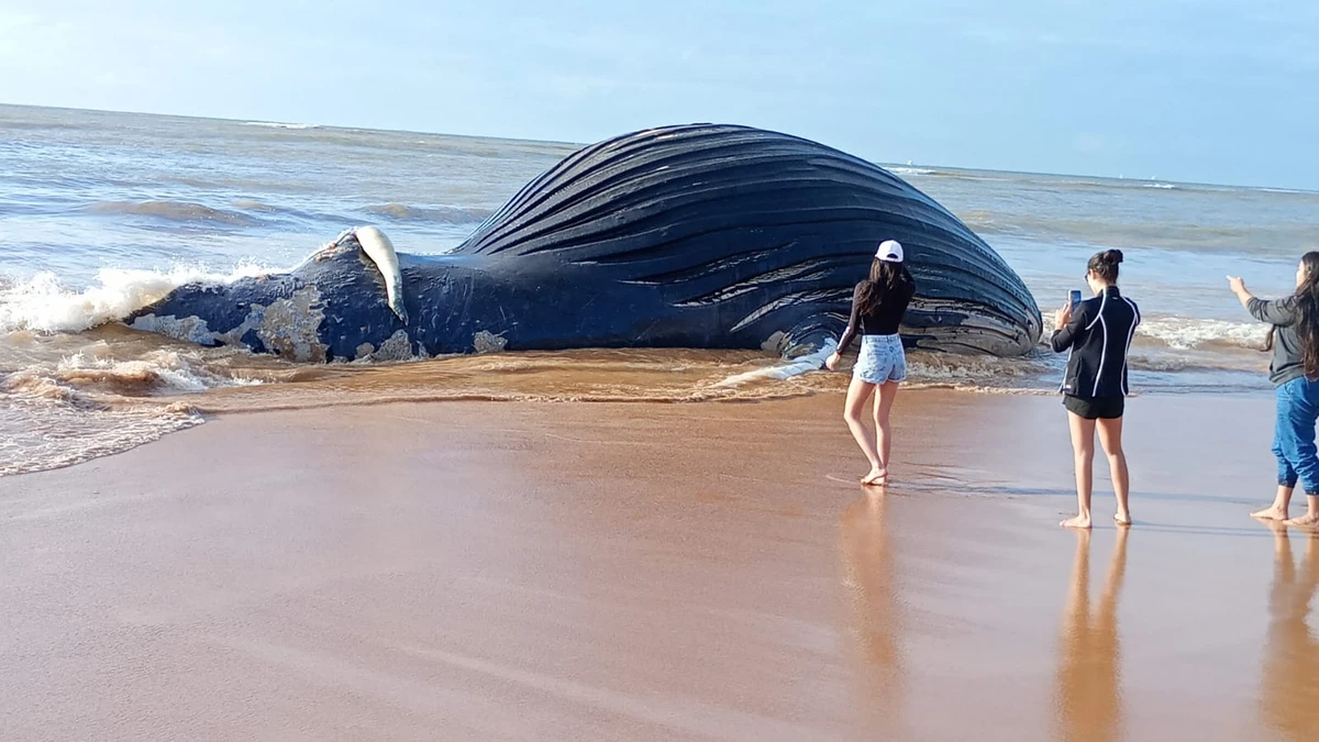 Baleia encontrada morta em Bicanga, na Serra por Leitor A Gazeta