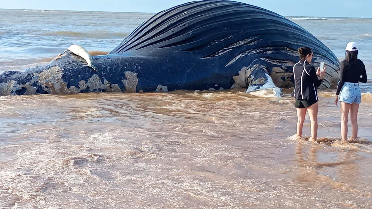 Baleia encontrada morta em Bicanga, na Serra por Leitor A Gazeta