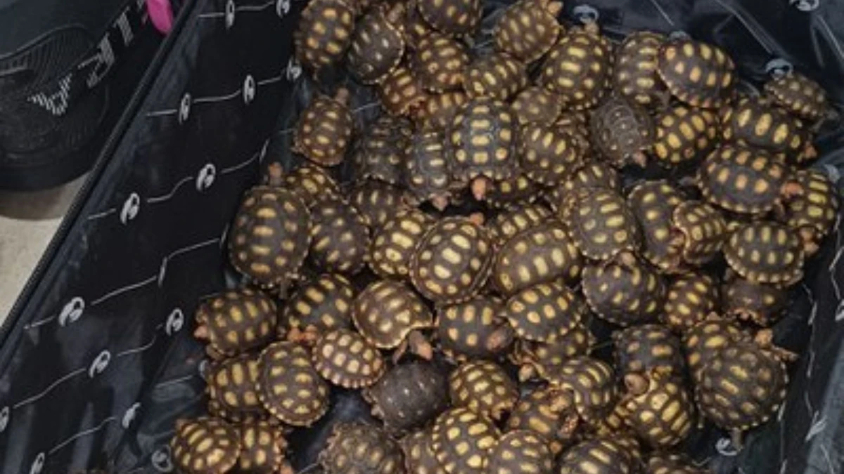 Filhotes de jabutis encontrados em mala de passageiro no RJ