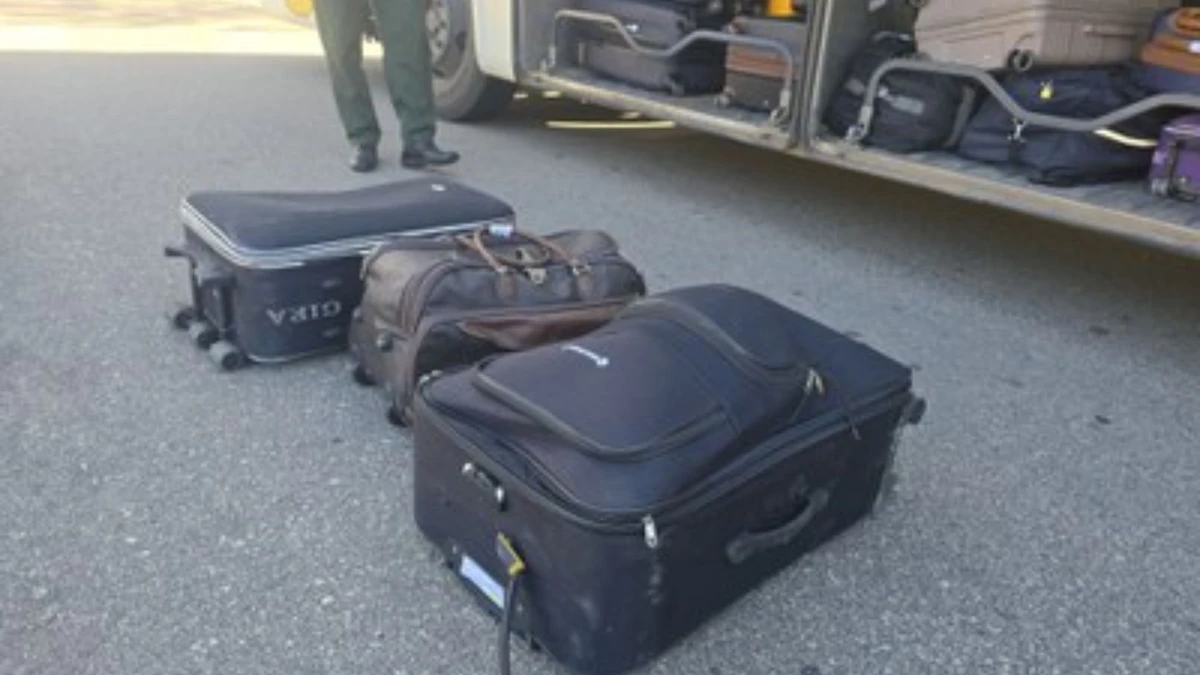 Filhotes de jabutis encontrados em malas no RJ por Divulgação/PRF