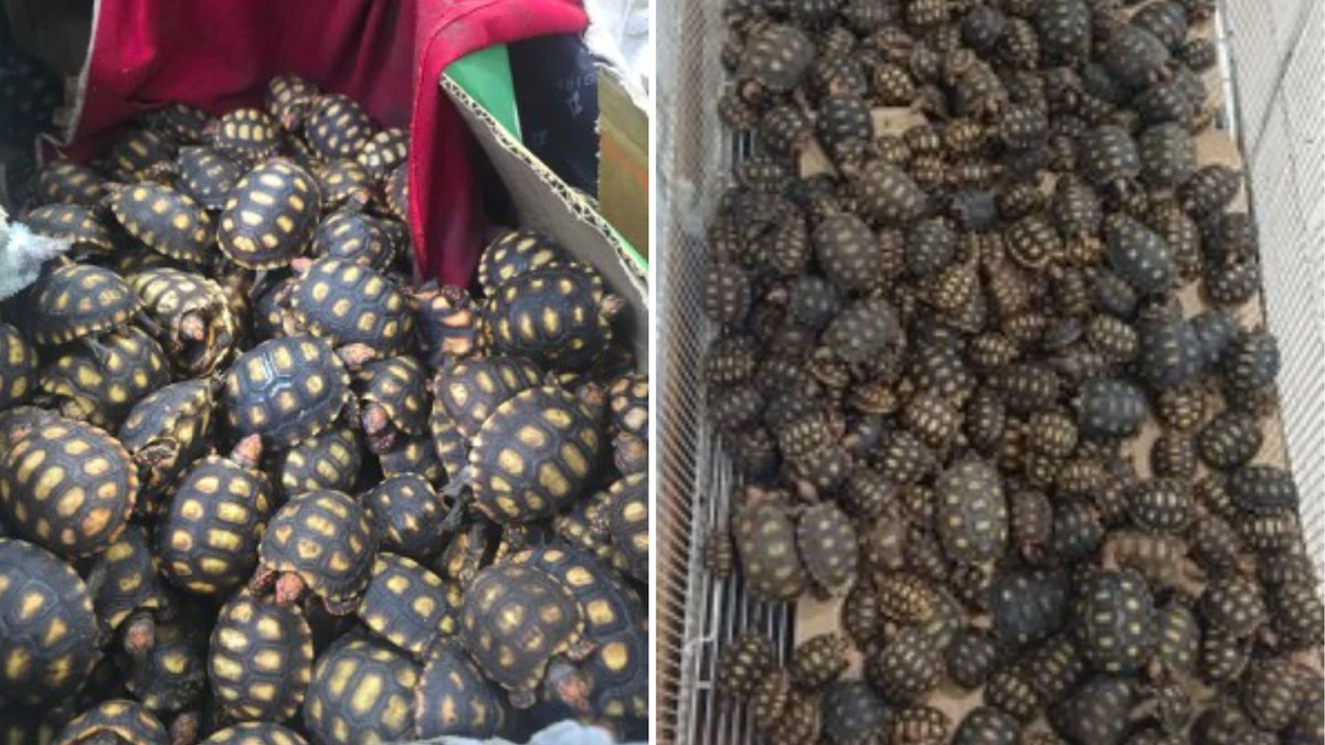Filhotes de jabutis encontrados em malas no RJ por Divulgação/PRF