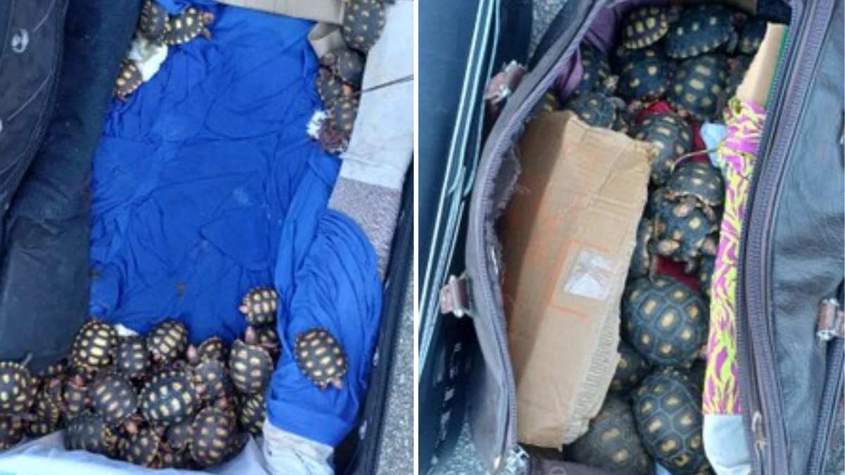 Filhotes de jabutis encontrados em malas no RJ por Divulgação/PRF