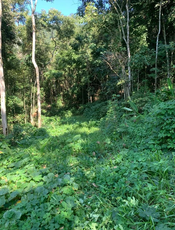 Polícia Militar Ambiental embarga desmatamento ilegal em Mimoso do Sul por Divulgação/ PMA