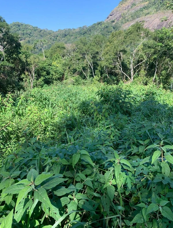 Polícia Militar Ambiental embarga desmatamento ilegal em Mimoso do Sul por Divulgação/ PMA