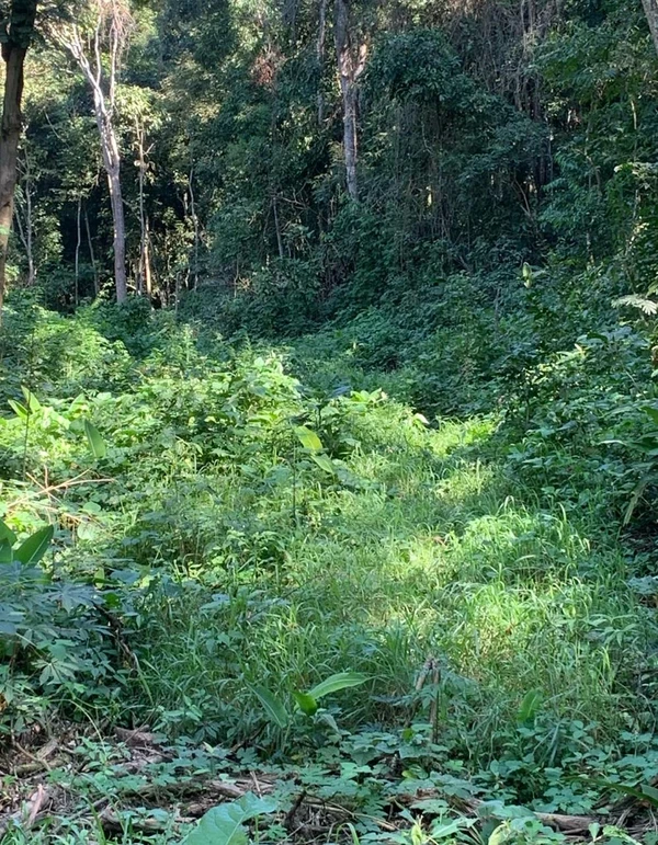 Polícia Militar Ambiental embarga desmatamento ilegal em Mimoso do Sul por Divulgação/ PMA