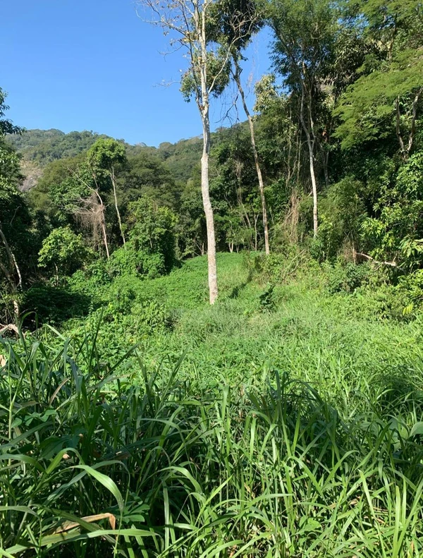 Polícia Militar Ambiental embarga desmatamento ilegal em Mimoso do Sul por Divulgação/ PMA