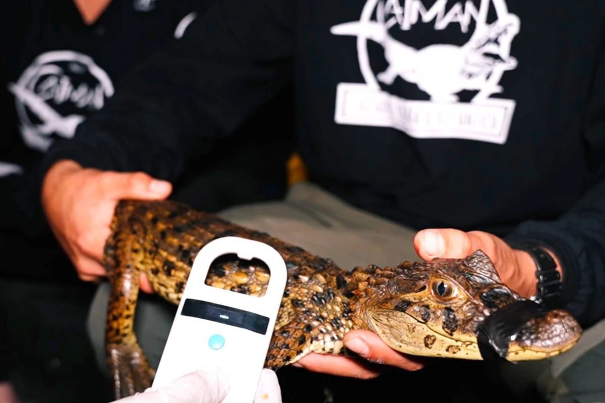 Programa Caiman faz o monitoramento de jacarés-de-papo-amarelo no rio Itaúnas
