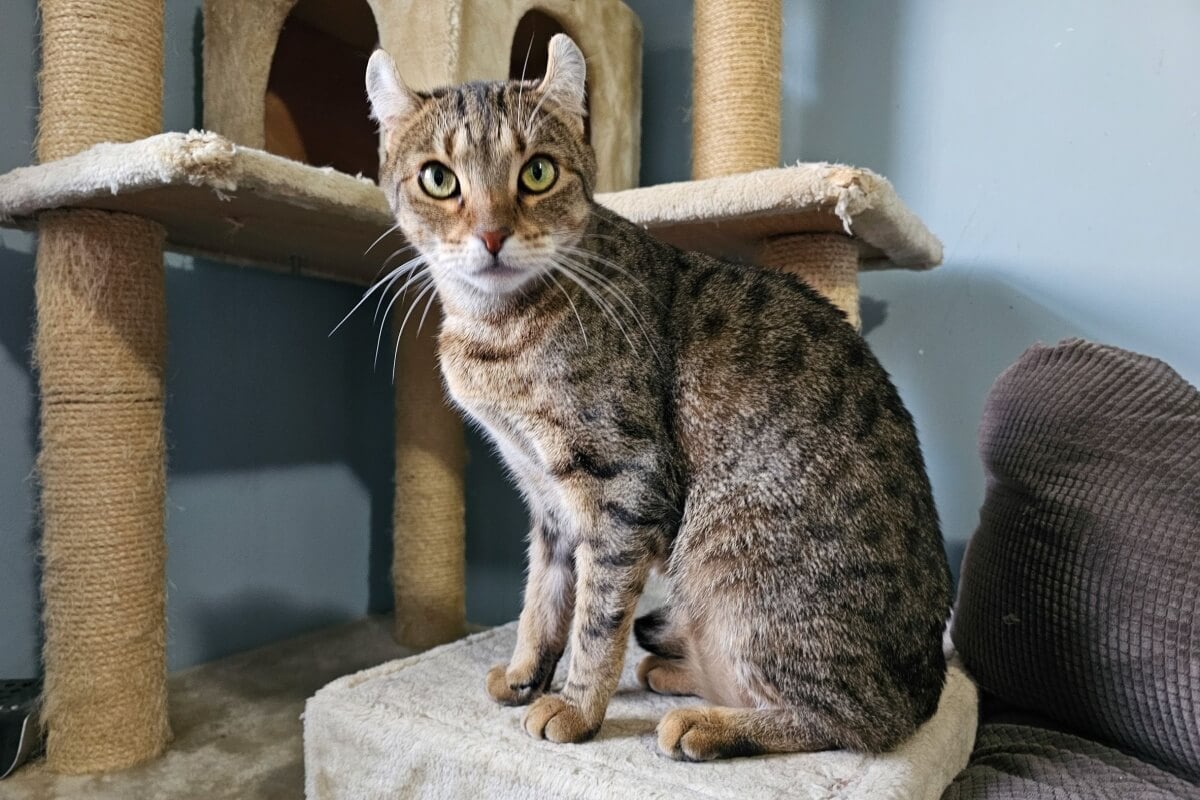 A raça highlander é relativamente recente e foi desenvolvida em 2004 (Imagem: Chapéu Patrick | Shutterstock)