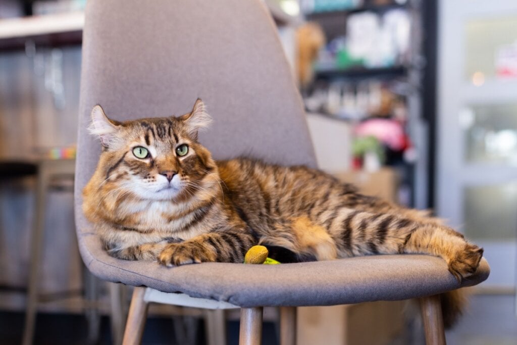 Gatos highlander com pelo longo precisam de escovação regular (Imagem: Anne Richard | Shutterstock)