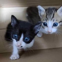 Investigação da BBC revela que gatos e filhotes de gatos são mutilados e torturados por grupos online que começaram na China e se espalharam por outros países.