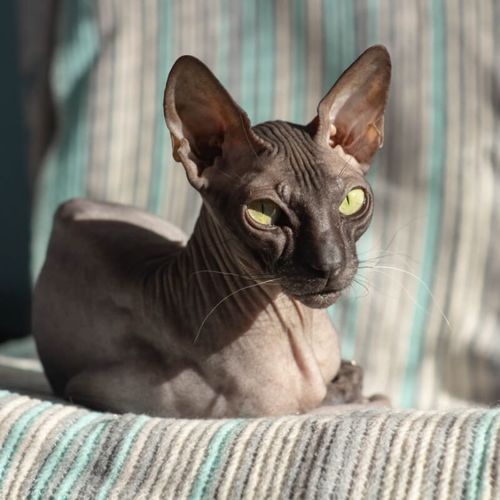 Imagem - 7 cuidados importantes com gatos sem pelos 