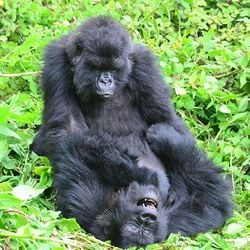 Estudo em Ruanda destaca importância da conexão social entre gorilas-das-montanhas fêmeas.