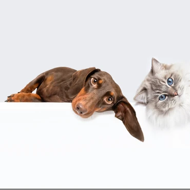 Imagem - Veja 5 dicas para prevenir otite em cães e gatos