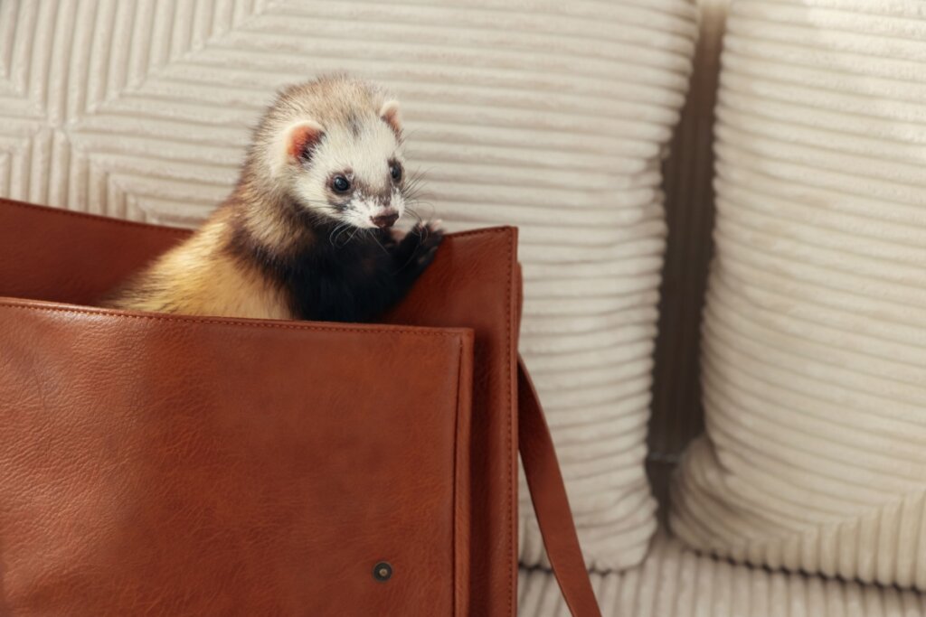 Os furões gostam de esconder objetos e esse comportamento imita o de armazenar alimentos para construir “ninho” (Imagem: New Africa | Shutterstock)