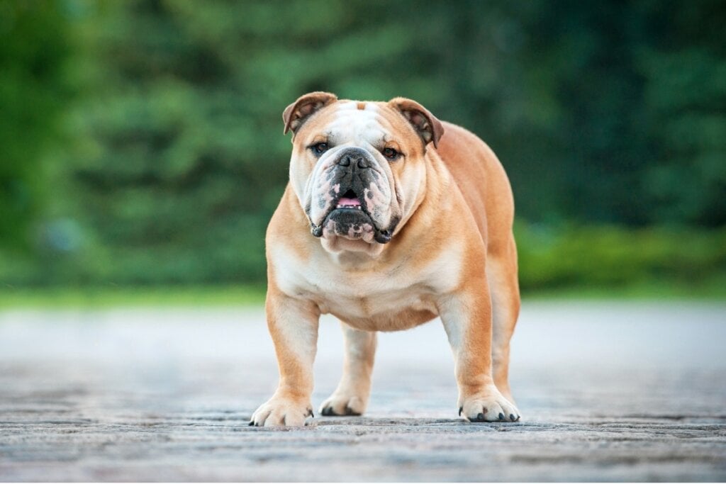O buldogue inglês ronca com frequência e precisa de um ambiente sempre fresco e arejado para não sofrer com o calor (Imagem: Rita_Kochmarjova | Shutterstock)