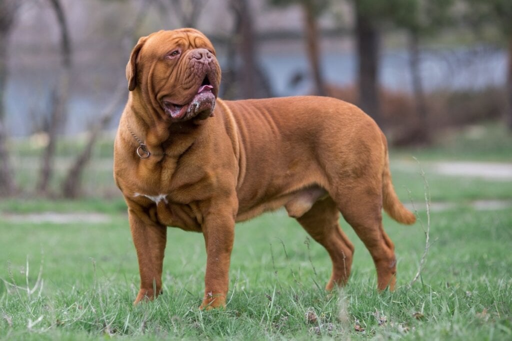 O dogue de bordeauxprecisa de acompanhamento veterinário regular para prevenir problemas respiratórios (Imagem: Daria Shvetcova | Shutterstock) 
