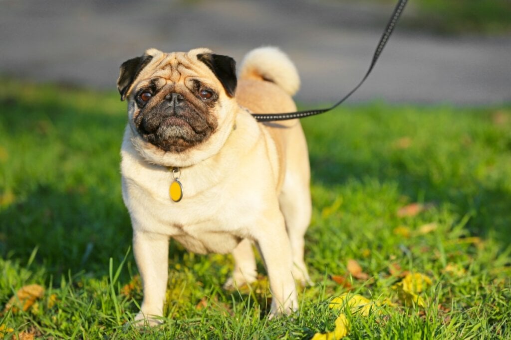 O pug deve evitar exercícios em dias muito quentes (Imagem: Pixel-Shot | Shutterstock)