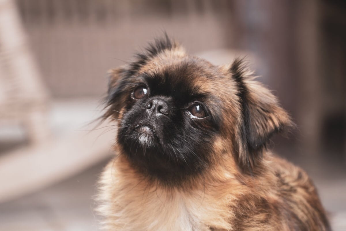 Os cachorros com focinho curto são adoráveis, mas exigem cuidados específicos (Imagem: Wirestock Creators | Shutterstock)