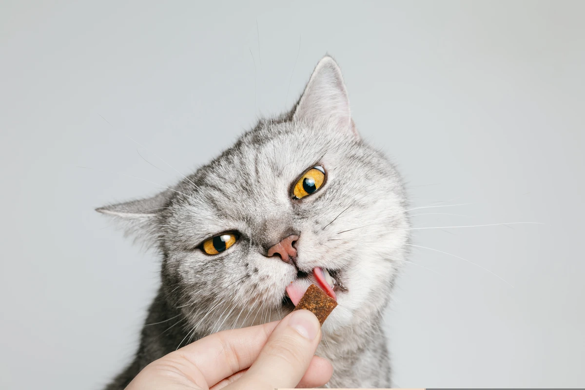 Gato-comida-alimentação-ração