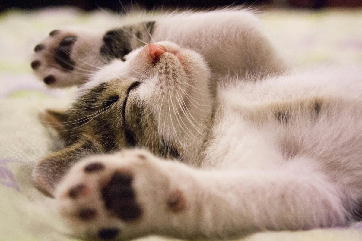 Gato-deitado-dormindo