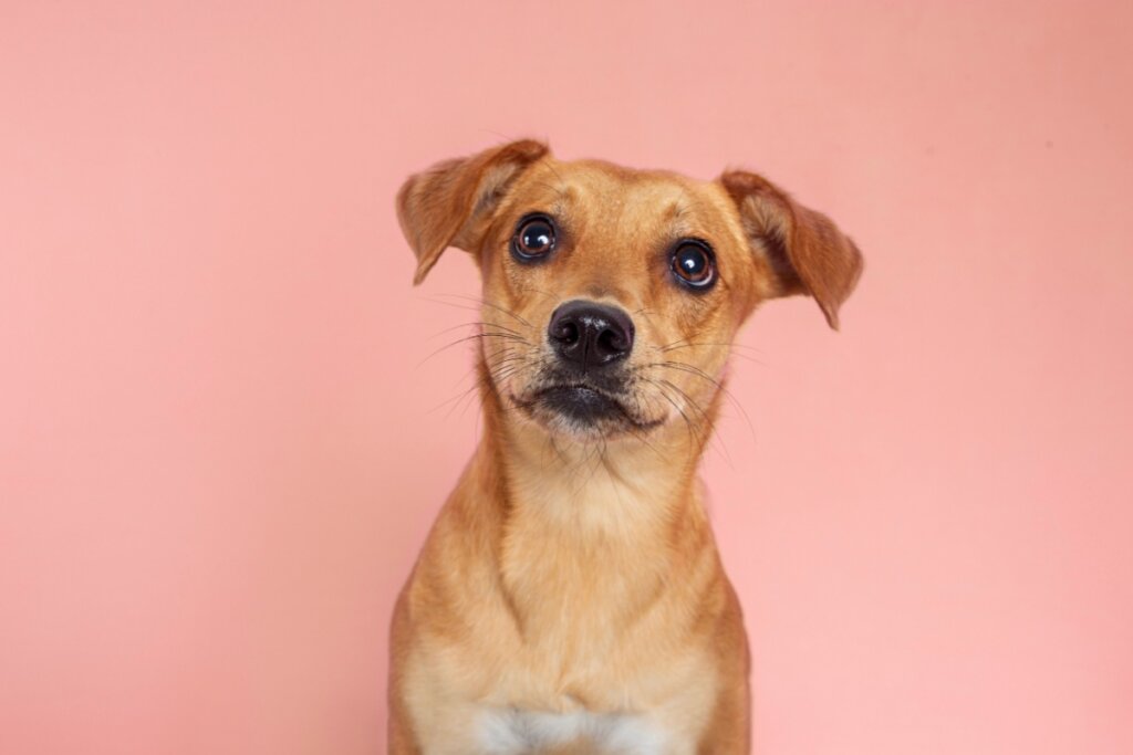 “Jujuba” combina com cadelas caramelo simpáticas e que também não dispensam uma bagunça (Imagem: Jucadima | Shutterstock)