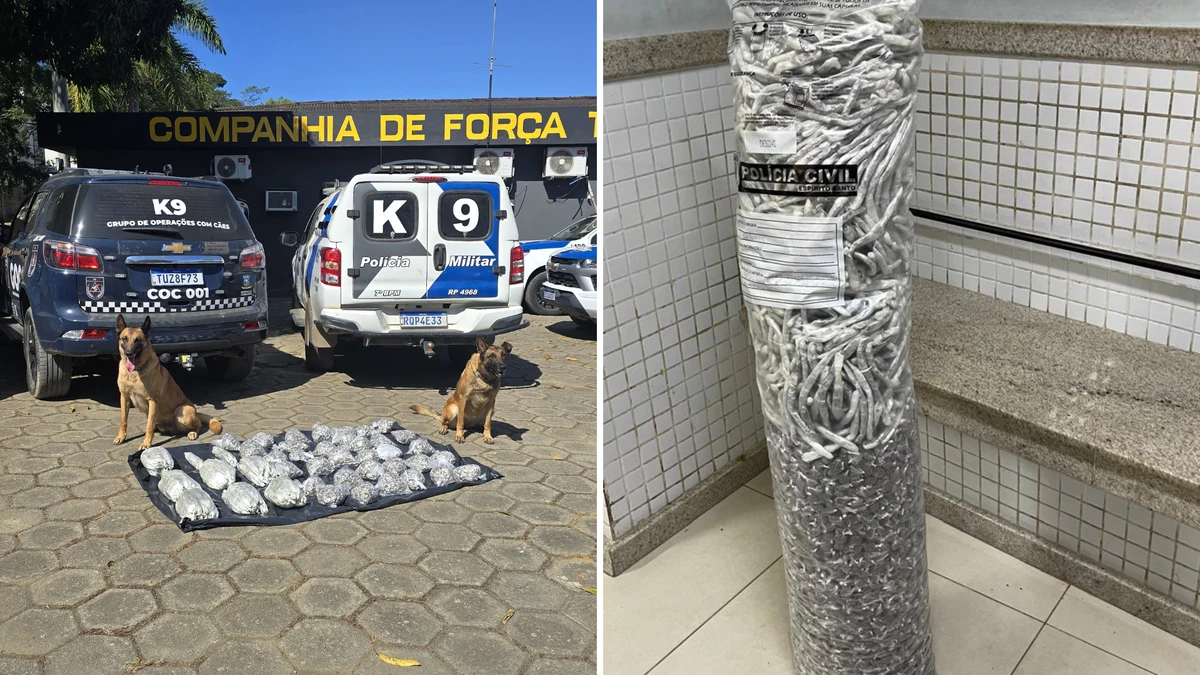 Quase 10 mil unidades de maconha, prontas para comercialização, foram apreendidas em Cariacica