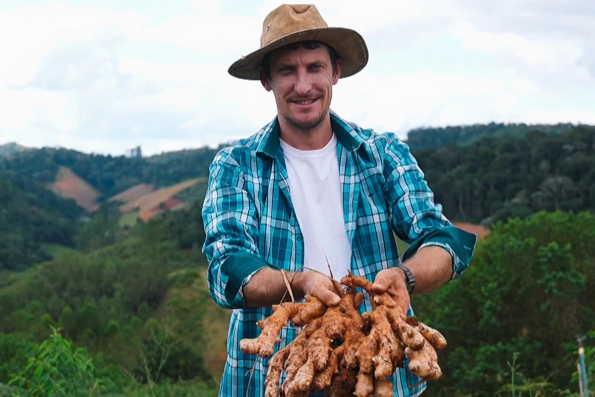 Santa Leopoldina é o maior produtor de gengibre do Brasil