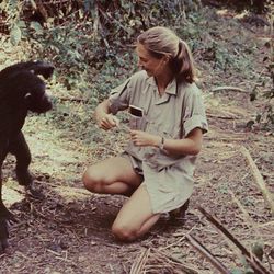 Em entrevista concedida à BBC em 1986, a primatologista britânica Jane Goodall conta como suas observações (que tiveram início há exatos 65 anos) mostraram que os chipanzés são mais próximos dos seres humanos do que pensavam os cientistas da época.