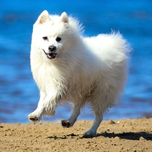 Imagem - 4 características do cachorro da raça spitz japonês 