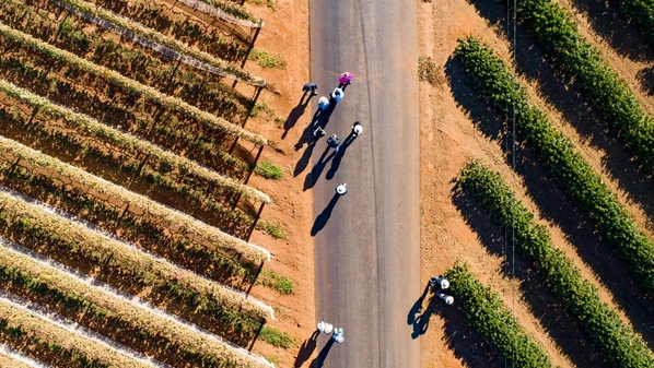 Propriedades onde vinhedos dividem espaço com cafezais se destacam na produção de uvas viníferas em Minas Gerais