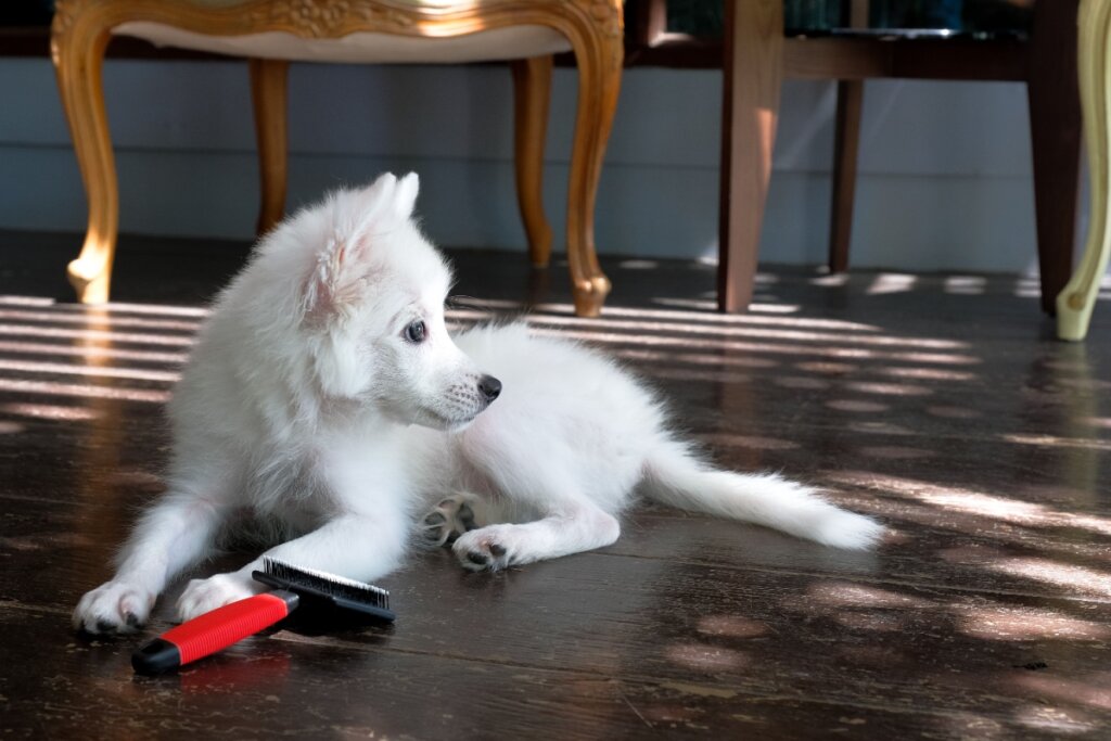 O spitz japonês demanda escovação regular para prevenir problemas de pele (Imagem: K-Smile love | Shutterstock)