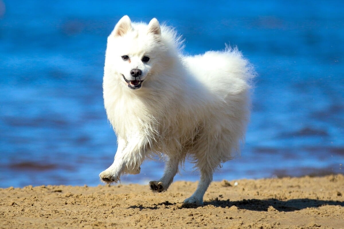 O spitz japonês é um cachorro alegre, afetuoso, atento e dotado de grande inteligência (Imagem: Lisjatina | Shutterstock)