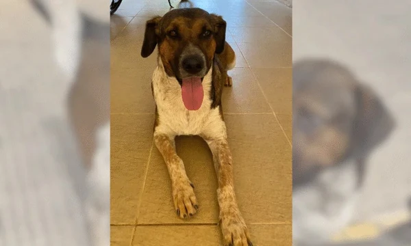 Uma recompensa de R$ 1 mil foi oferecida para quem encontrar Grandão e devolvê-lo à comunidade