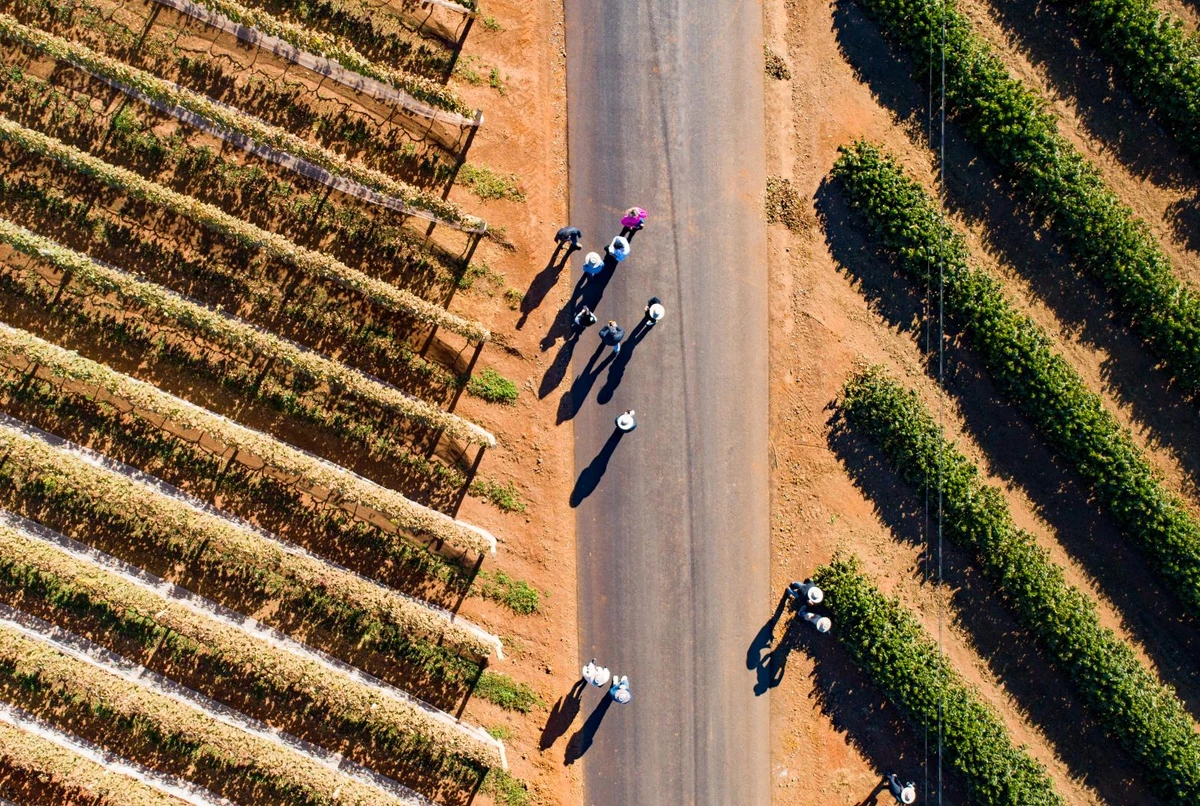 Vinhedo-e-cafezal-na-vinícola-Casa Bruxel
