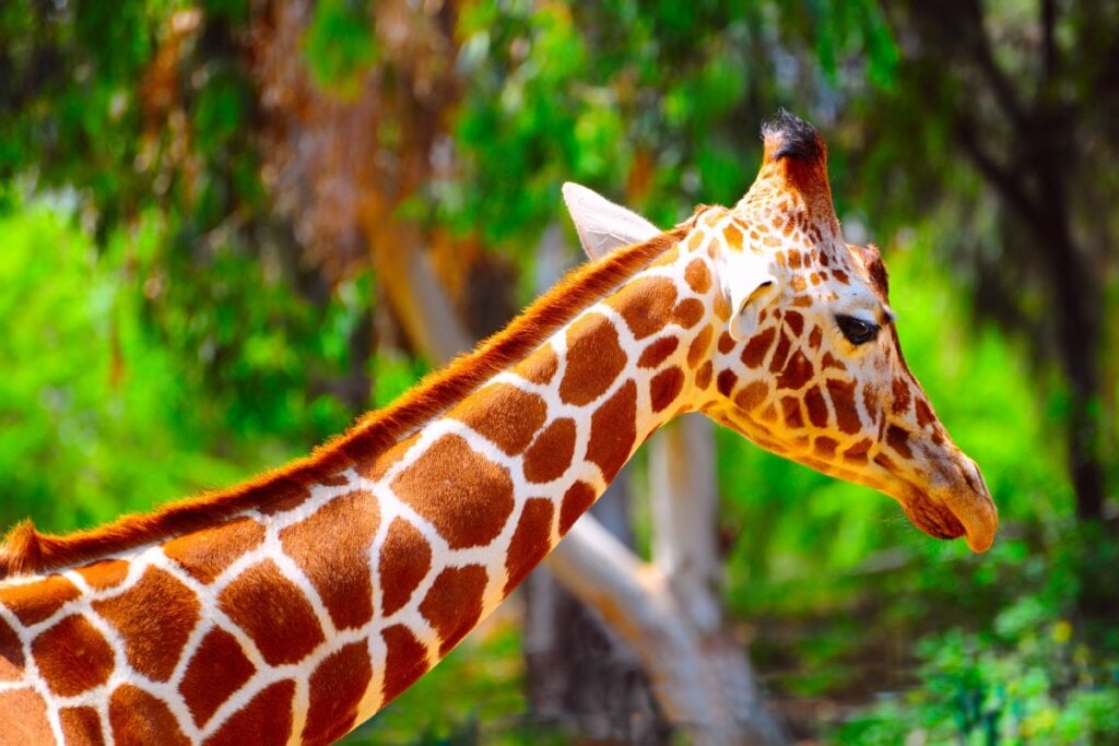 As girafas têm manchas únicas que funcionam como uma impressão digital (Imagem: hermitis | Shutterstock)