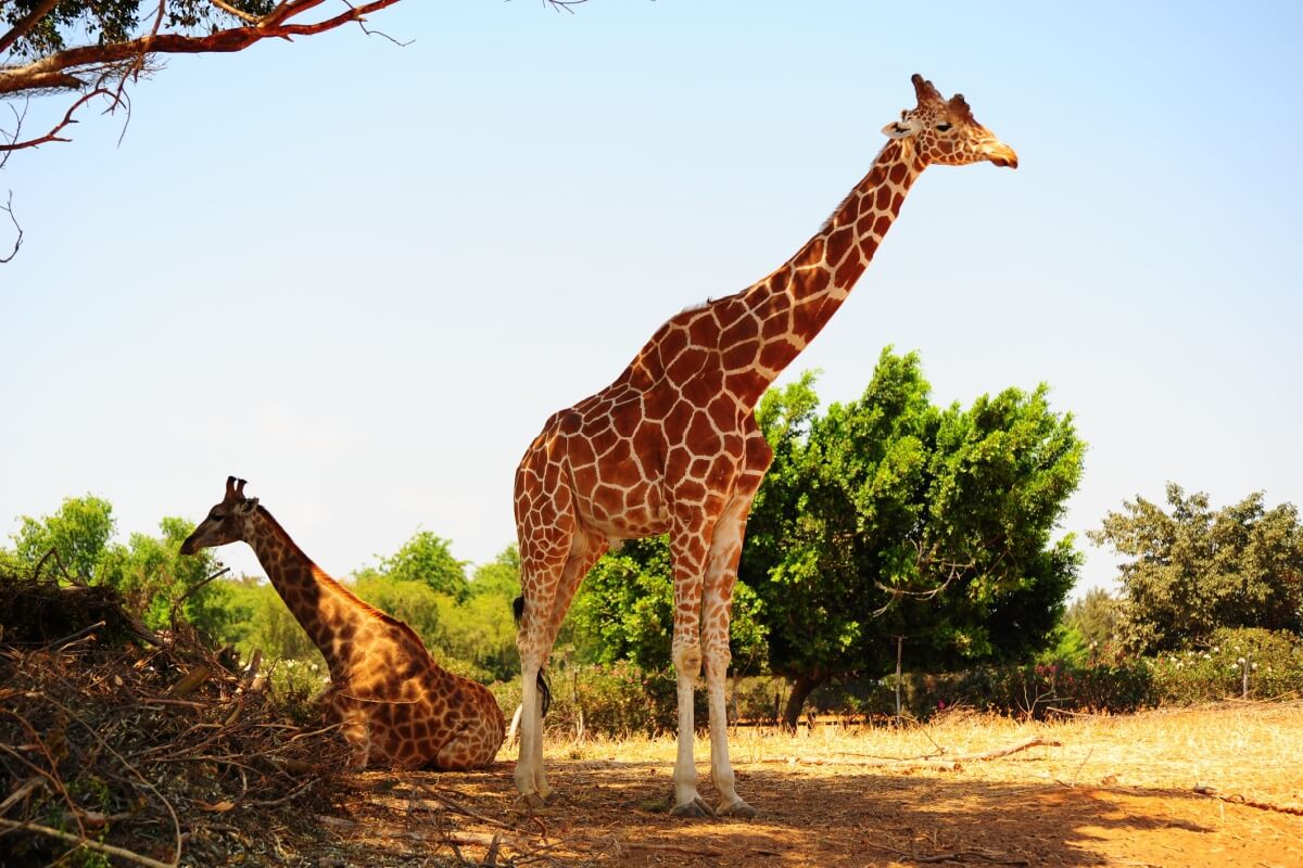 Comportamentos curiosos das girafas chamam a atenção de inúmeras pessoas ao redor do mundo (Imagem: hermitis | Shutterstock)