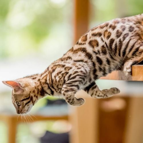 Imagem - 10 nomes para gatos com muita energia 