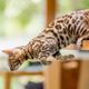Veja ideias criativas e cheias de personalidade para animais brincalhões e que não param um segundo 