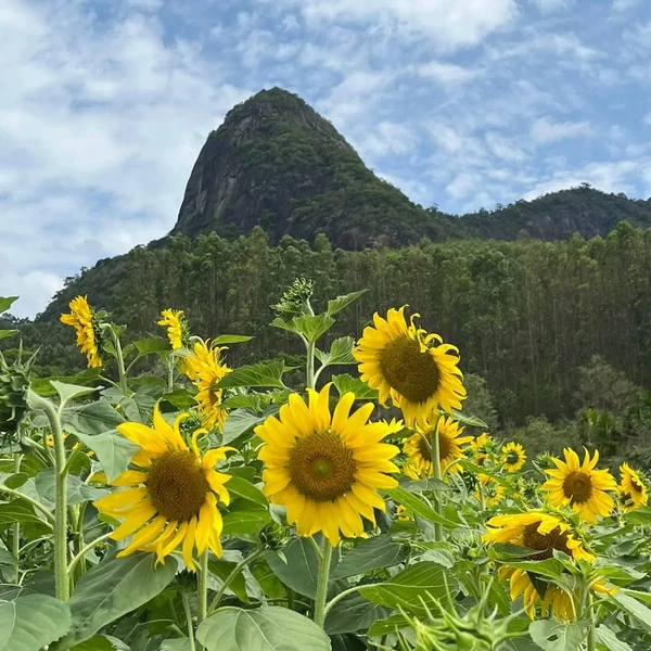Campo de girassóis do Florada Café atrai visitantes até de fora do Estado