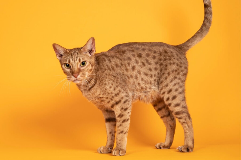 O ocicat é brincalhão, mas tem um nível de energia mais moderado (Imagem: Nynke van Holten | Shutterstock)