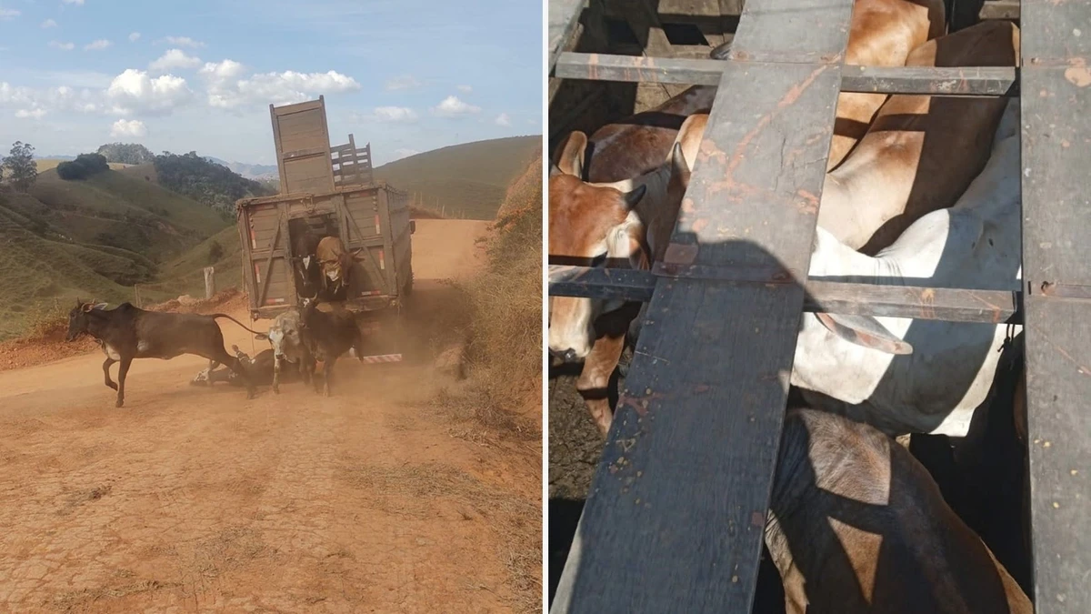 Homem é preso por furto de gado no Caparaó