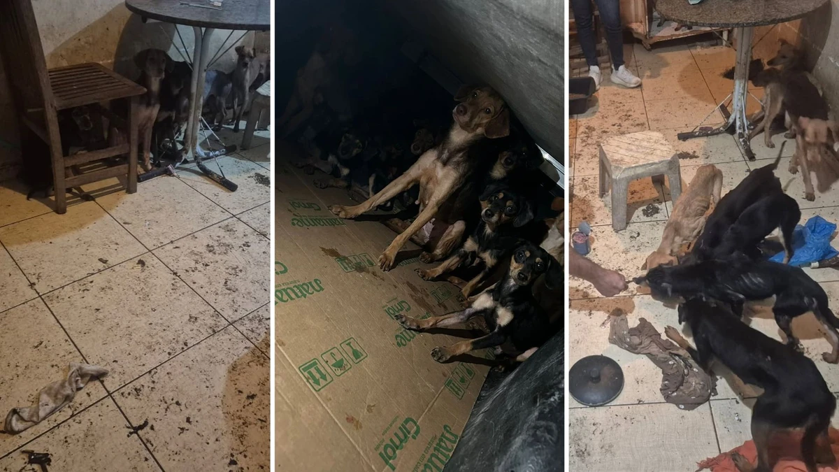 22 cachorros em situação insalubre foram resgatados em São Mateus
