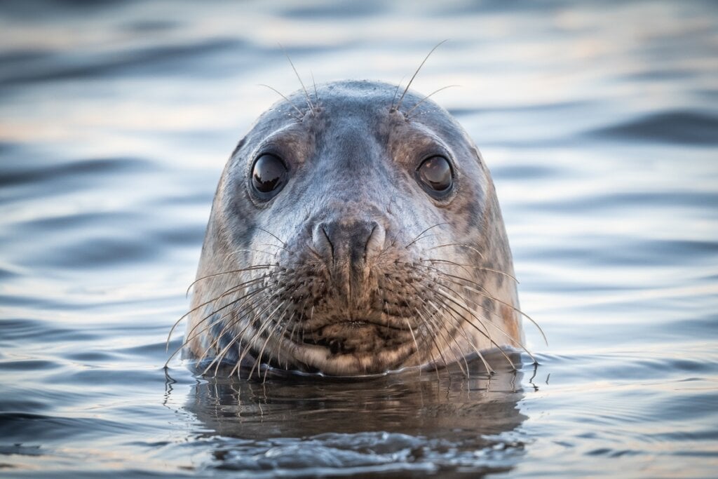 Os bigodes das focas extremamente sensíveis, ajudando-as na busca por alimentos (Imagem: Lynn Batchelor- Browning | Shutterstock)