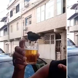 Cena aconteceu enquanto dois primos se divertiam em um estabelecimento de Maria Ortiz; veja vídeo