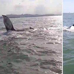 Registro foi feito por um pescador, sendo considerado o flagrante mais próximo desta temporada, segundo o Projeto Amigos da Jubarte